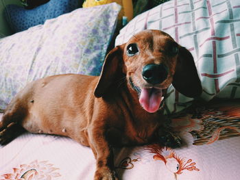 Close-up of brown dog resting at home