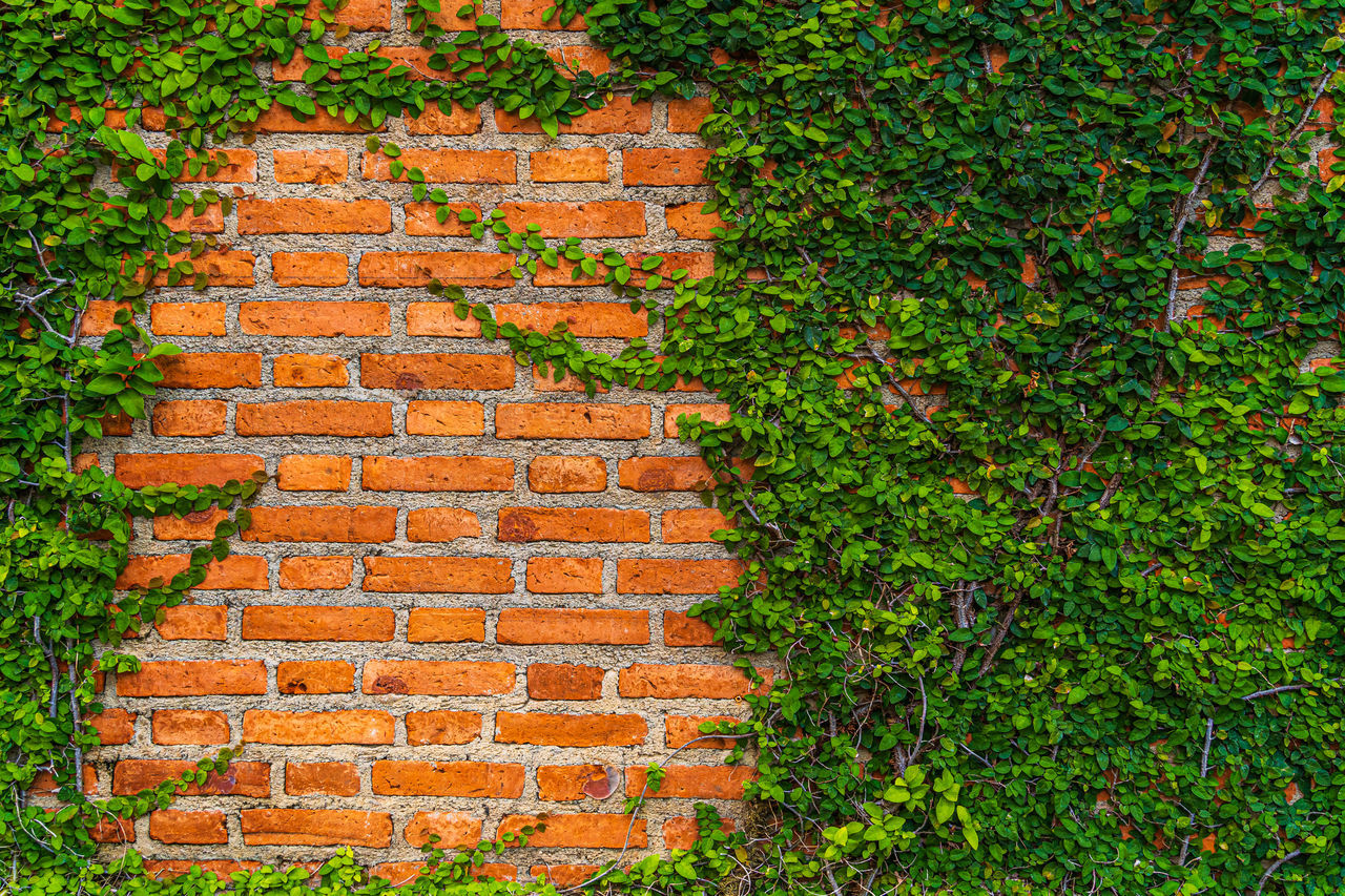 VIEW OF BRICK WALL WITH IVY ON STONE WALLS