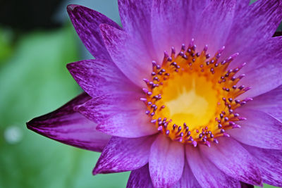 Close-up of purple flower