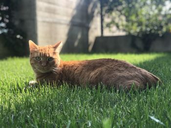 Portrait of cat on field