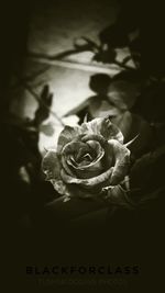 Close-up of rose blooming outdoors