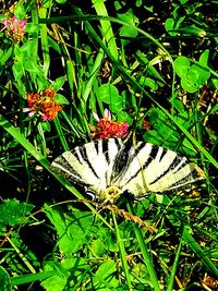 Close-up of butterfly pollinating on flower