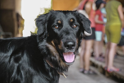 Close-up portrait of black dog