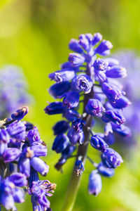 Close-up of purple flowering plants