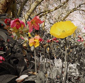 Close-up of yellow flowers