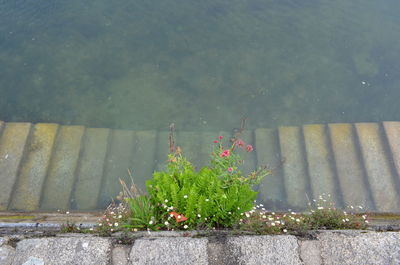 High angle view of plants by lake