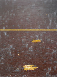 Full frame shot of autumn leaves on wood