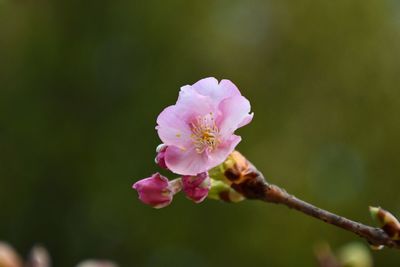 Close-up of pink cherry blossom