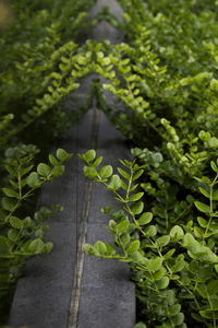 Close-up of fresh green plants