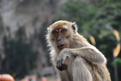 Crab-eating macaques, macaca fascicularis at caves villa next to batu caves in malaysia