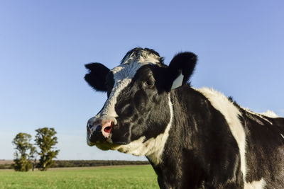 Close-up of cow against clear sky