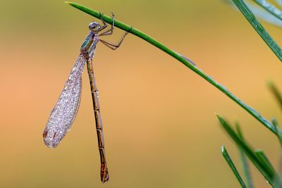 Close-up of insect hanging on grass