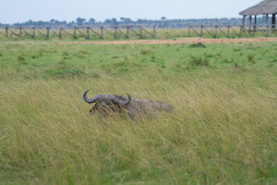 African buffalo laying in field with bird on its head