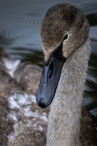 Close-up of a modest young swan