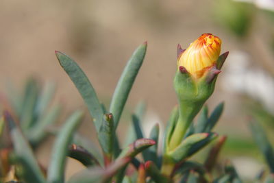 Close-up of fly on flower