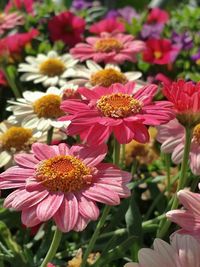 Close-up of pink flowers