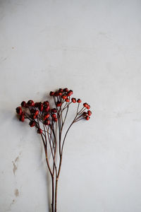 Close-up of red fruits against wall