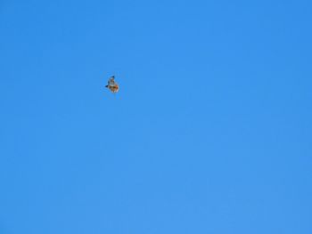Low angle view of insect against clear blue sky