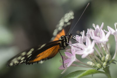 Close-up of butterfly on flower