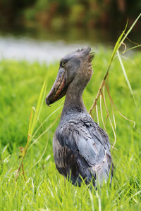 Close-up of a bird on field