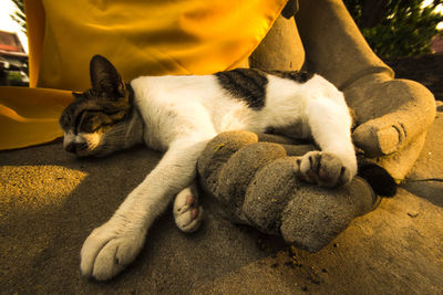 Cat sleeping outdoors