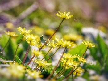 Close-up of yellow flowering plant on field