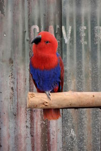 Close-up of parrot perching on metal railing