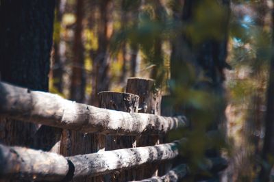 Close-up of log on tree trunk in forest