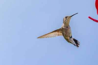 Low angle view of bird flying against clear blue sky