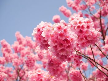 Close-up of pink cherry blossom