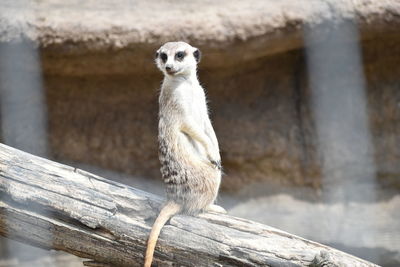 Portrait of meerkat sitting on wood in zoo