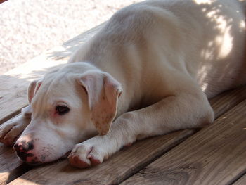 Close-up of a dog resting