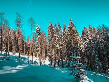 Frozen trees on snow covered land against blue sky