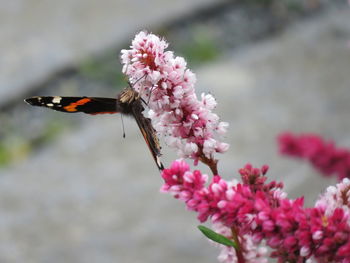 Close-up of butterfly on pink flowers