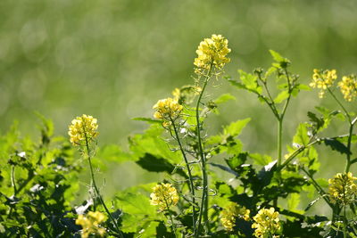 Close-up of yellow flowering plant on field