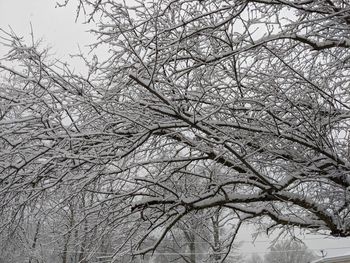 Low angle view of bare tree against sky during winter