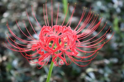 Close-up of red flower