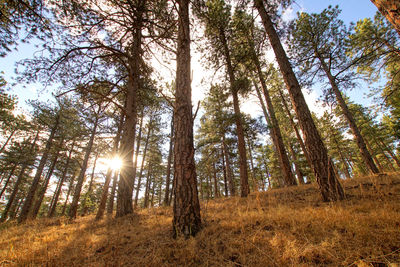 Trees in forest against sky