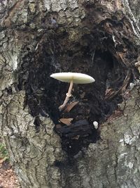 Close-up of mushroom on tree trunk