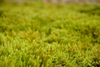 Full frame shot of fresh green field