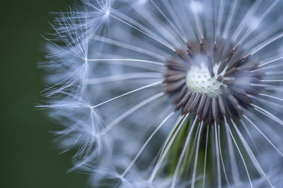 Close-up of dandelion on plant