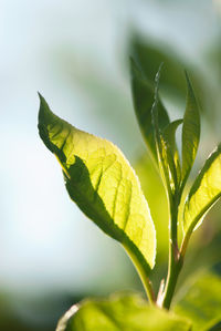 Close-up of green leaves