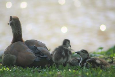 Close-up of ducks on grass