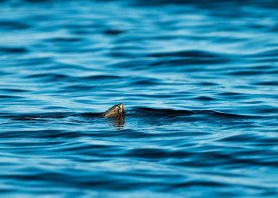 View of turtle swimming in sea