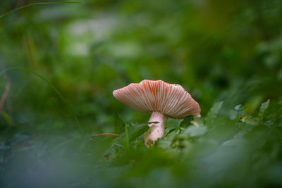 Close-up of mushroom growing on field