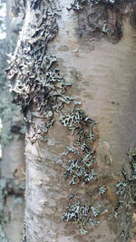 Close-up of tree trunk in forest