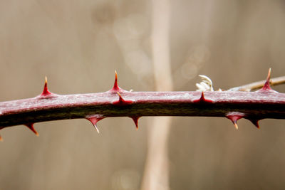 Close-up of twigs on twig