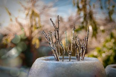 Close-up of cross on tree trunk