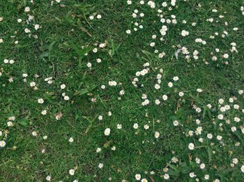 High angle view of flowering plants on field