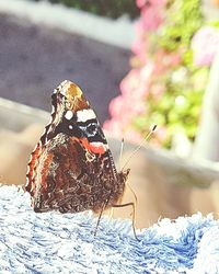 Close-up of butterfly on leaf